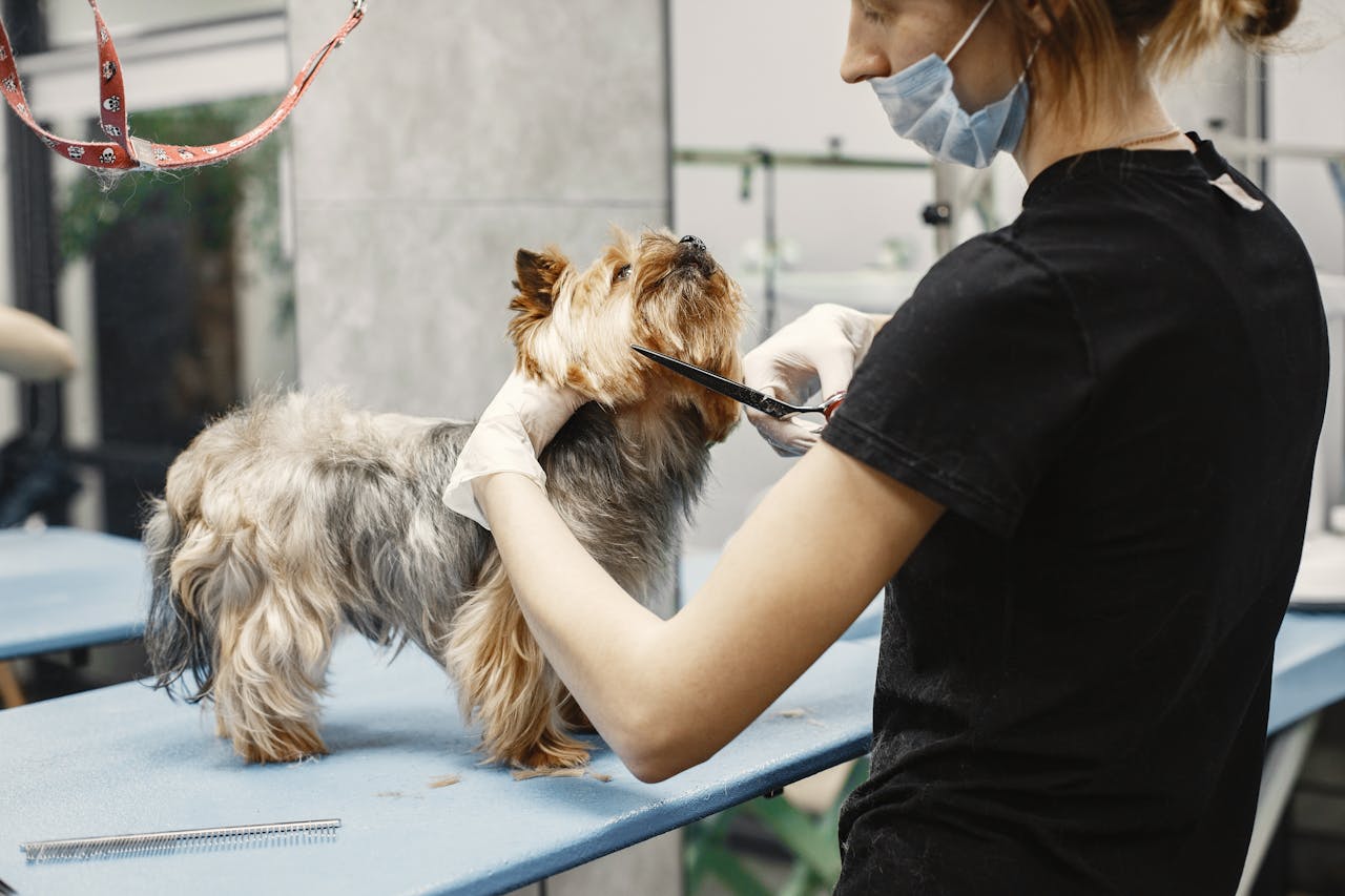 Grooming κατοικίδιων